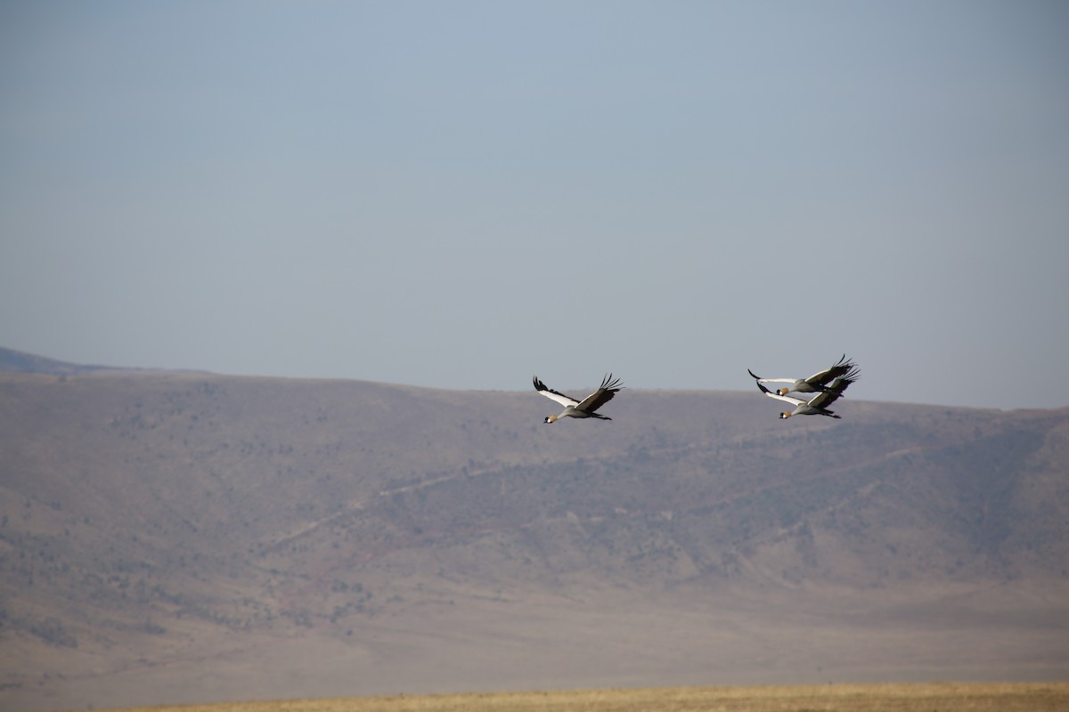 Grulla Coronada Cuelligrís - ML124594511