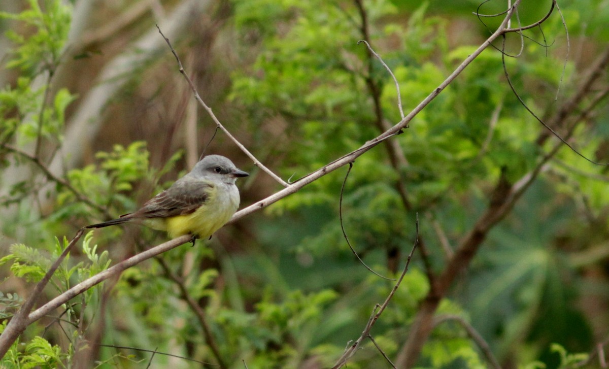 Western Kingbird - ML124595011