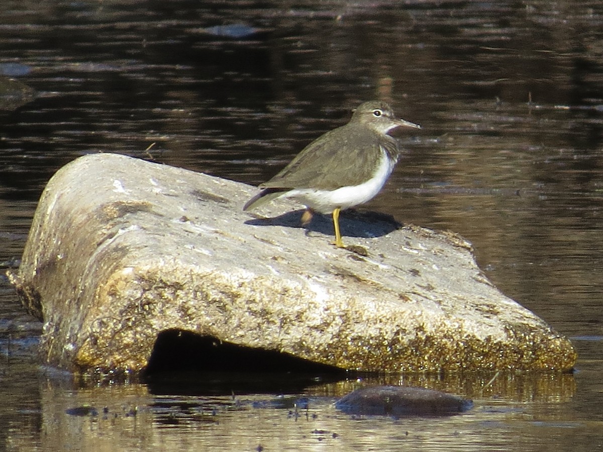 Spotted Sandpiper - Vincent Maglio