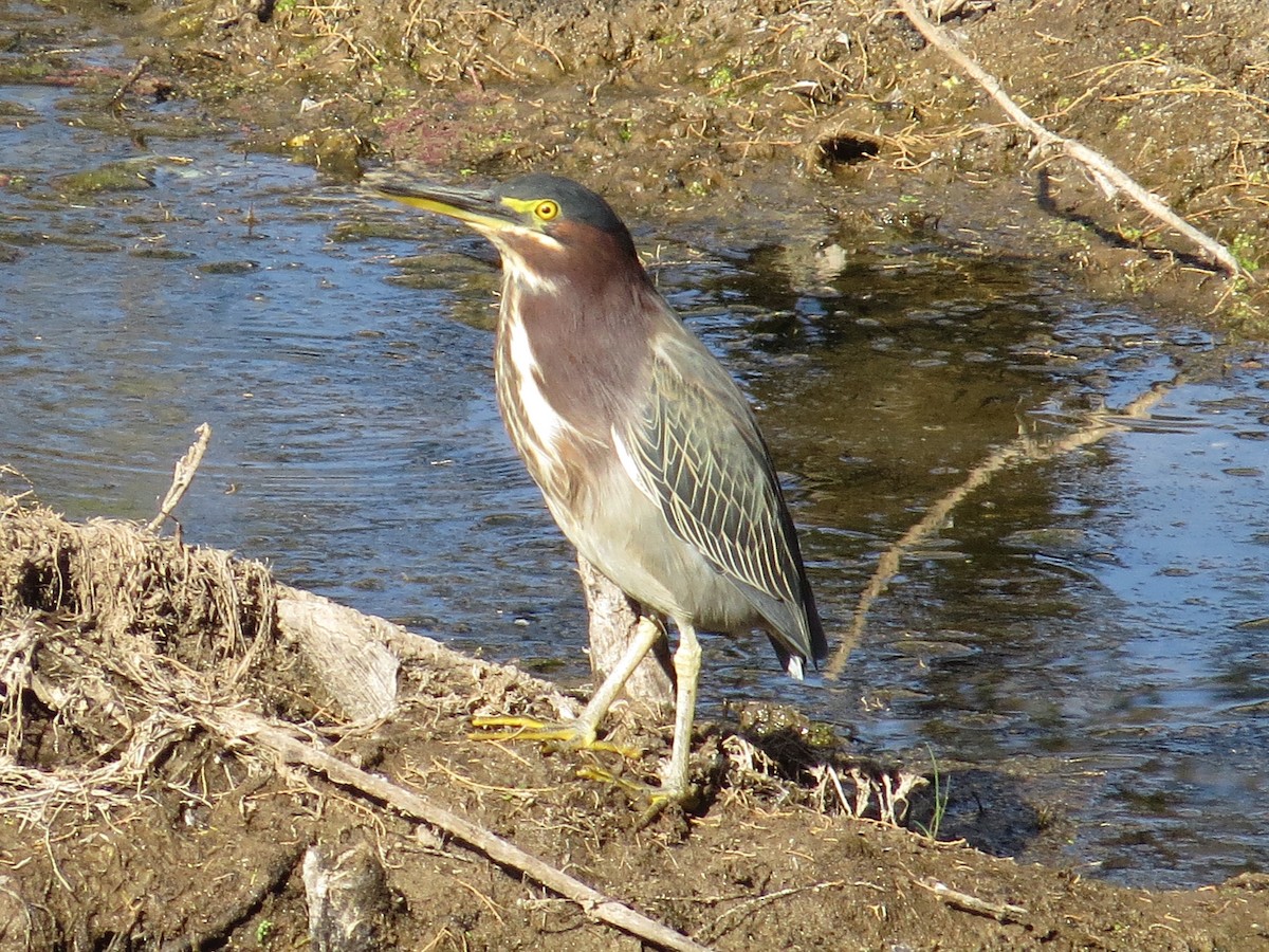 Green Heron - Vincent Maglio