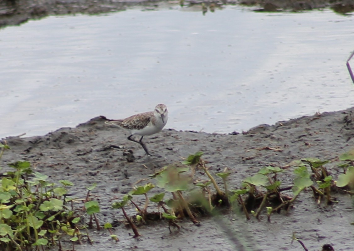 Marsh Sandpiper - ML124595931