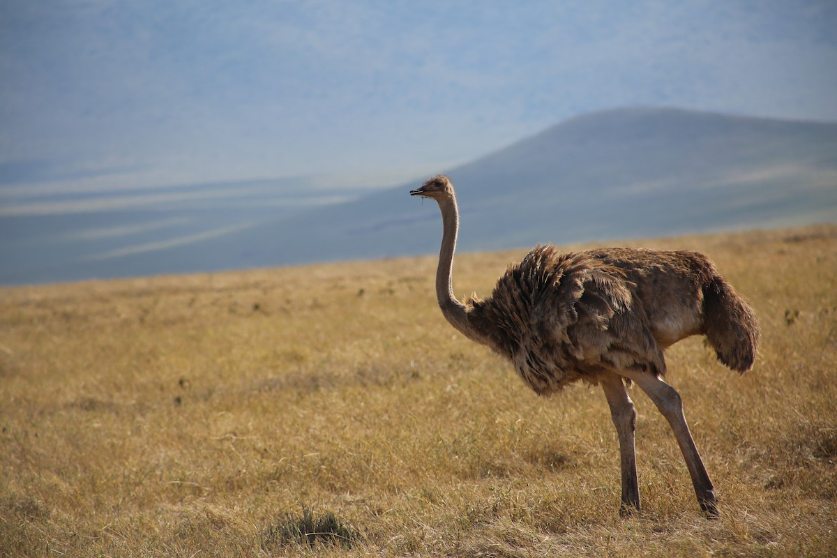 Common Ostrich - Morgan Van Peursem