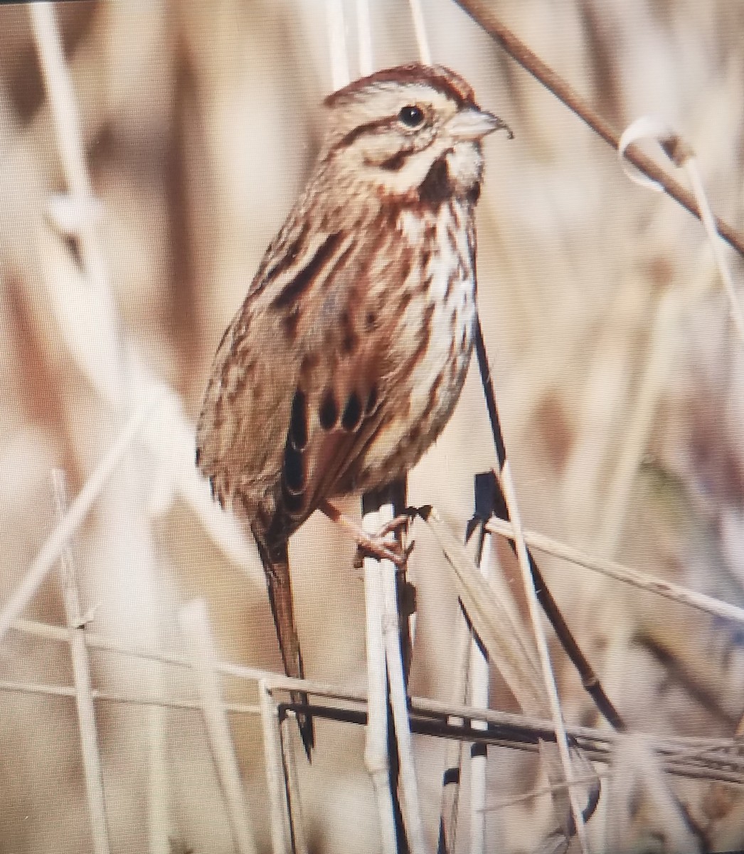 Song Sparrow - ML124596861