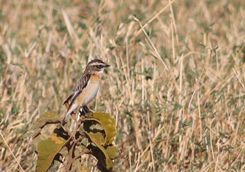 Whinchat - Morgan Van Peursem