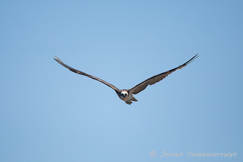 Águila Pescadora (Australia) - ML124598051