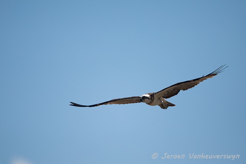 Osprey (Australasian) - ML124598061