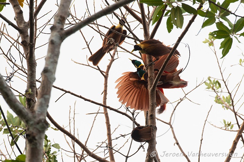 Red Bird-of-Paradise - ML124598121