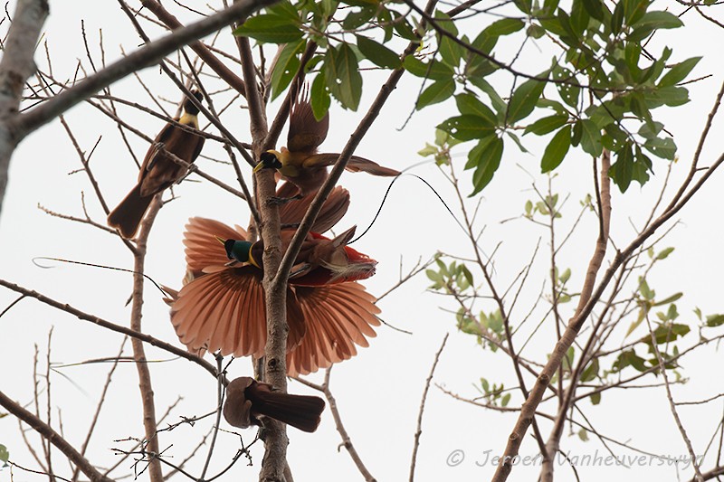 Red Bird-of-Paradise - ML124598131