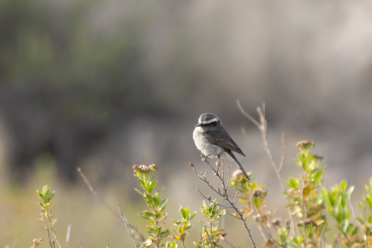 White-browed Chat-Tyrant - ML124598141