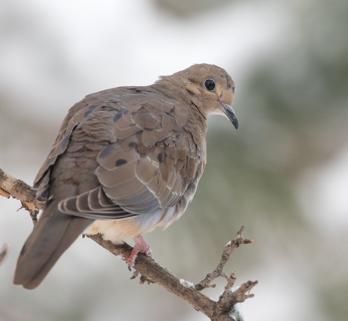 Mourning Dove - Charles Whitney