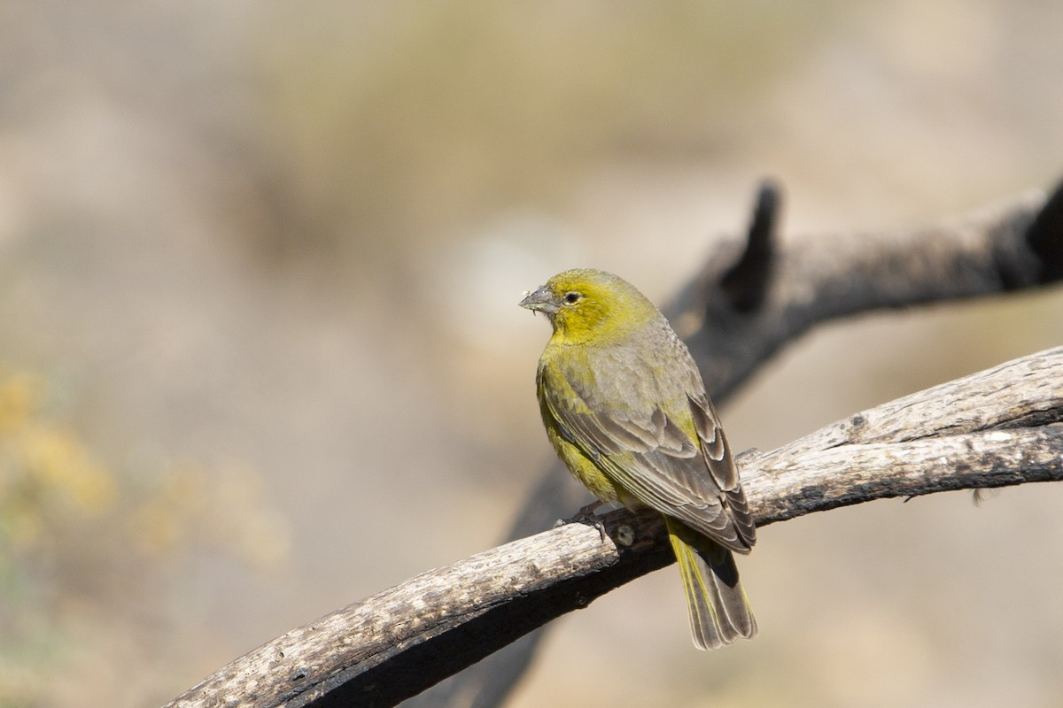 Greenish Yellow-Finch - Joshua Covill