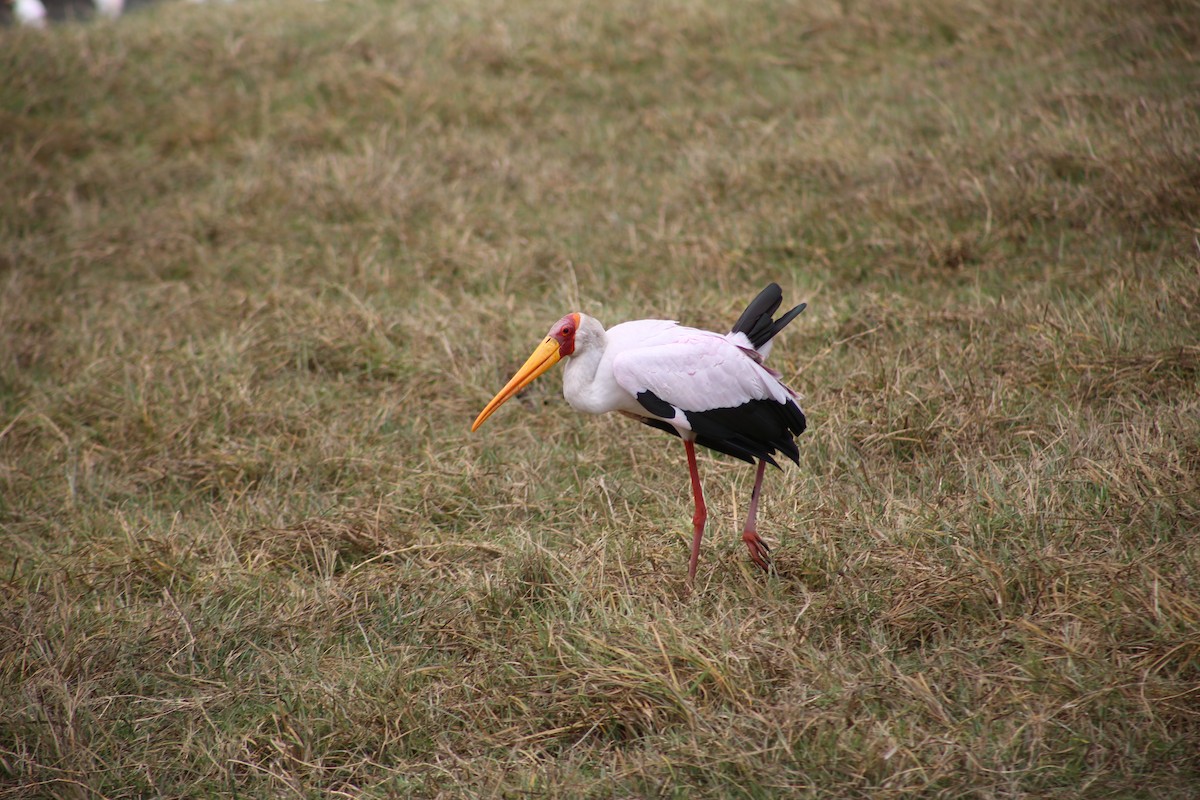 Yellow-billed Stork - Morgan Van Peursem