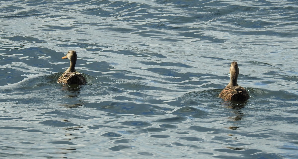 Mottled Duck - david gabay
