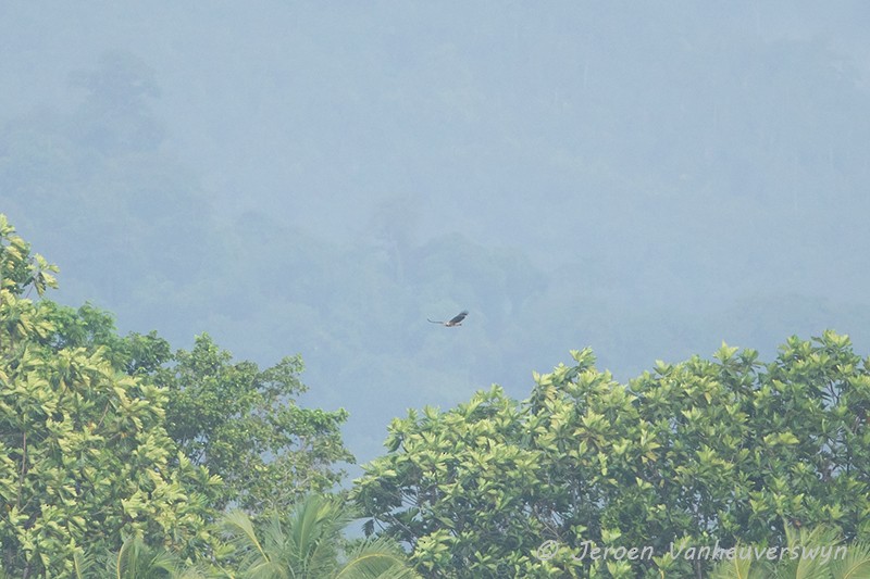 White-bellied Sea-Eagle - ML124598551