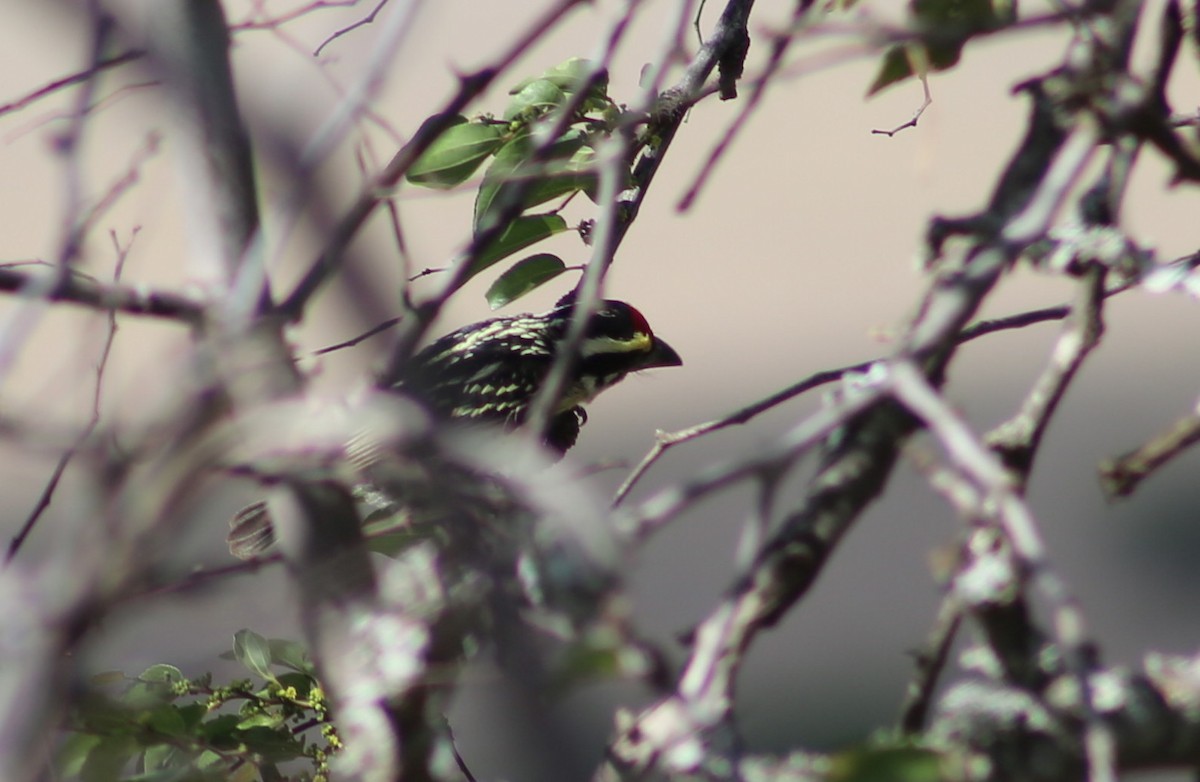 diademskjeggfugl - ML124600251