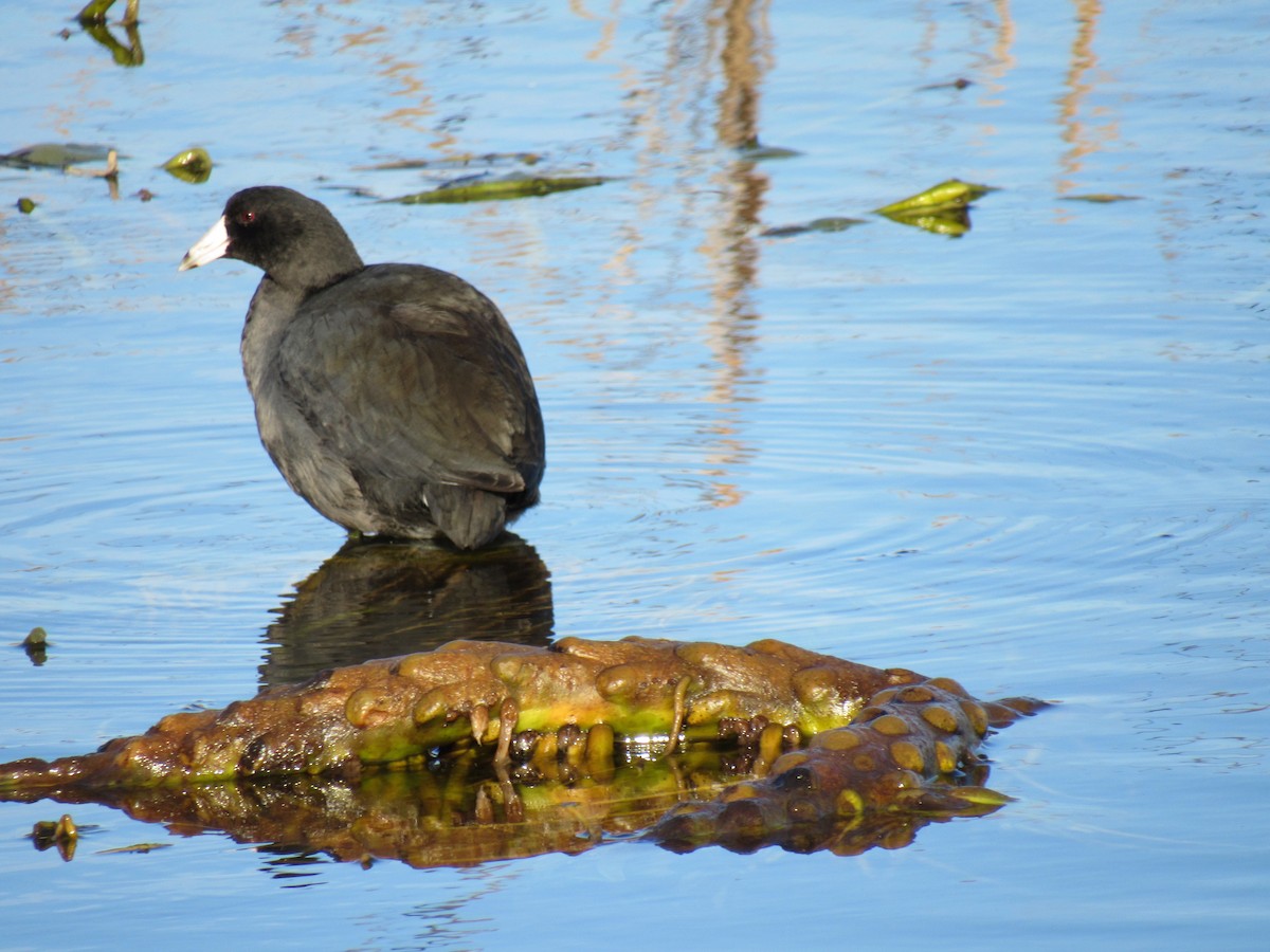 American Coot - Josiah Gritter