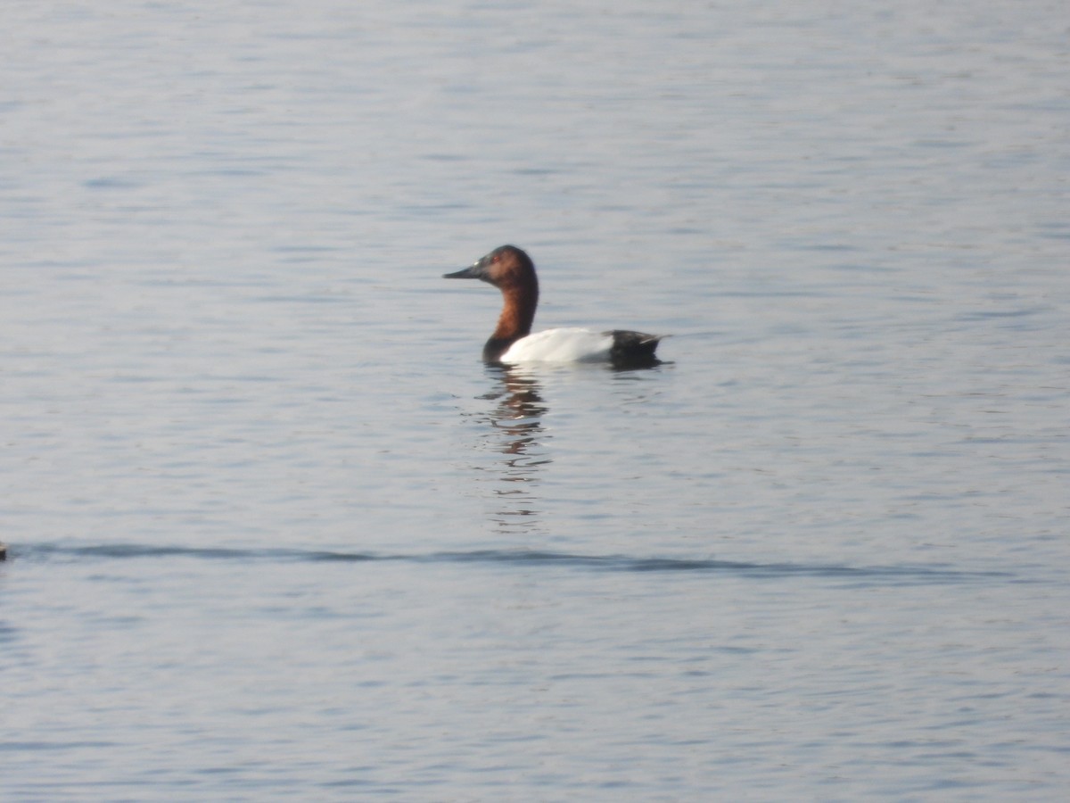 Canvasback - ML124601641