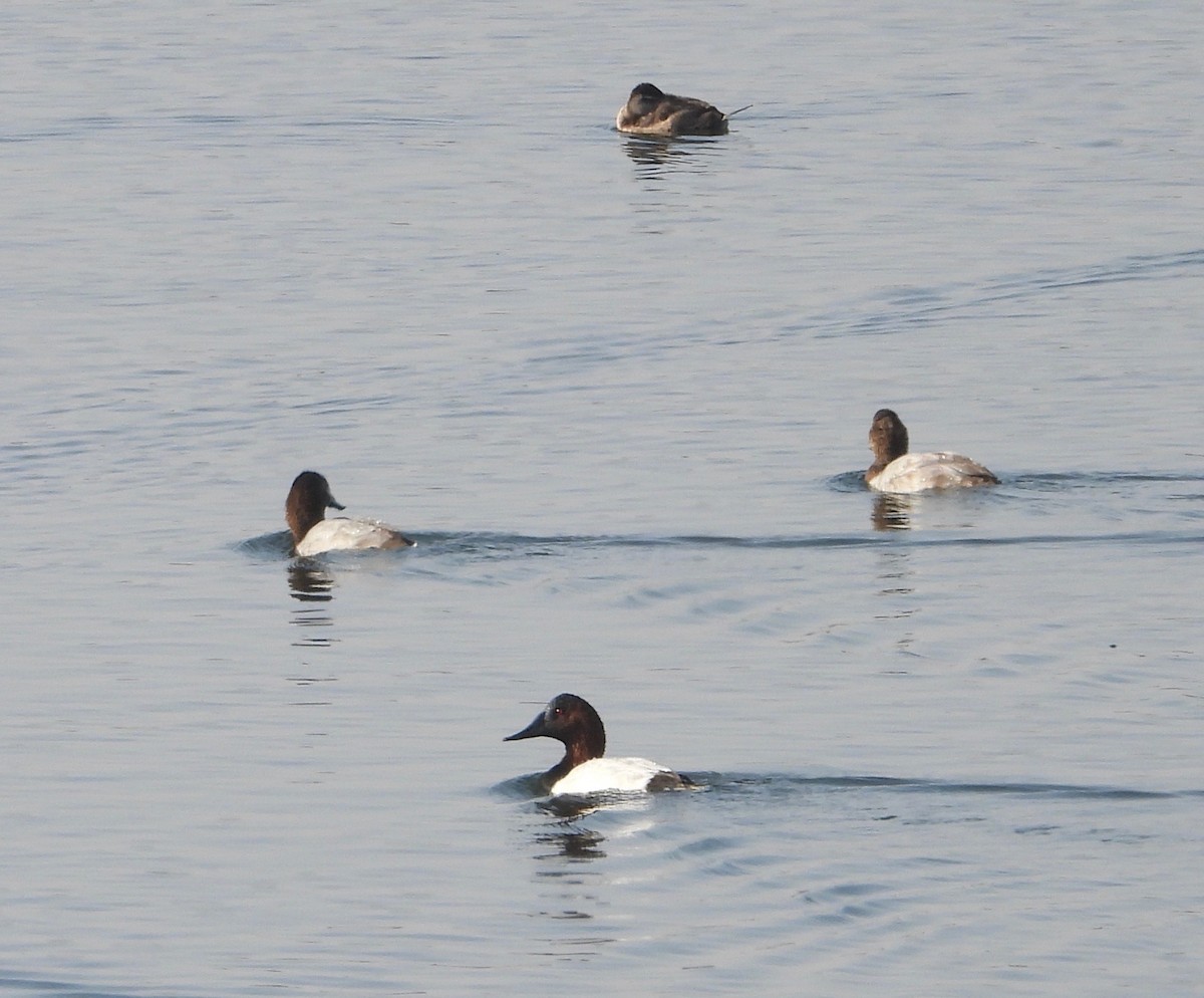 Canvasback - ML124602431