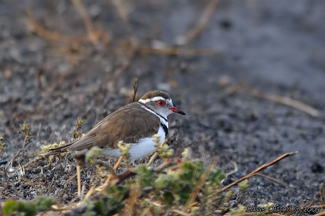 Three-banded Plover - ML124602741