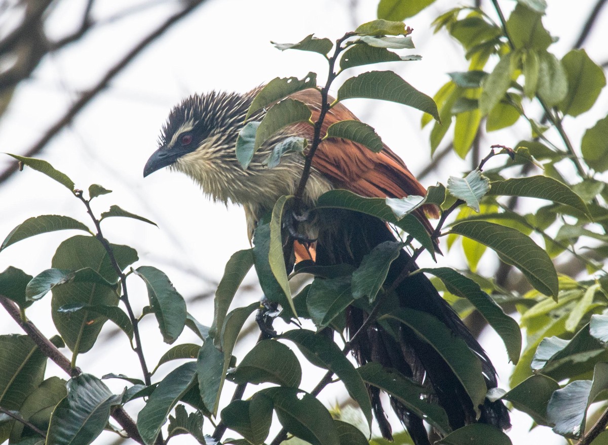 White-browed Coucal - ML124602851