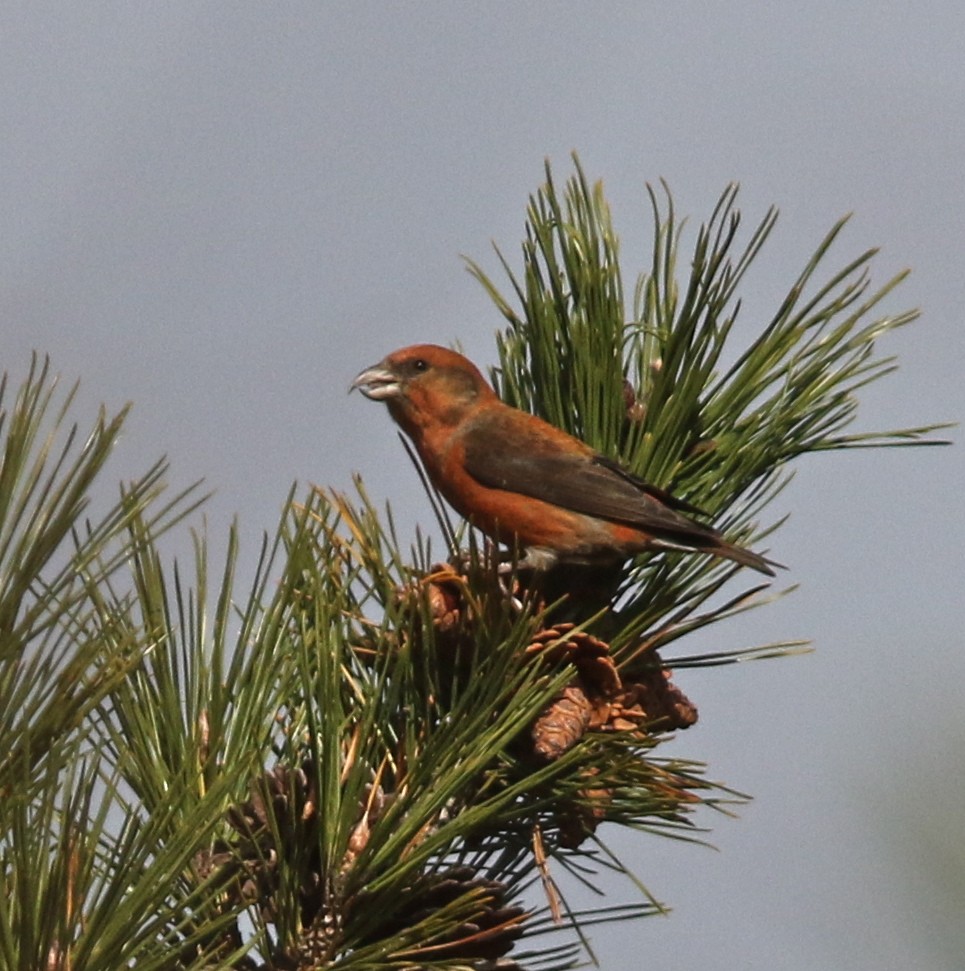 Red Crossbill - ML124603441