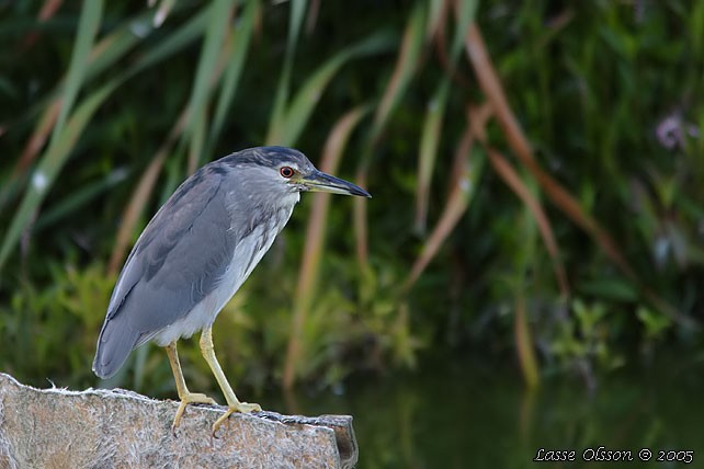 Black-crowned Night Heron - ML124603611