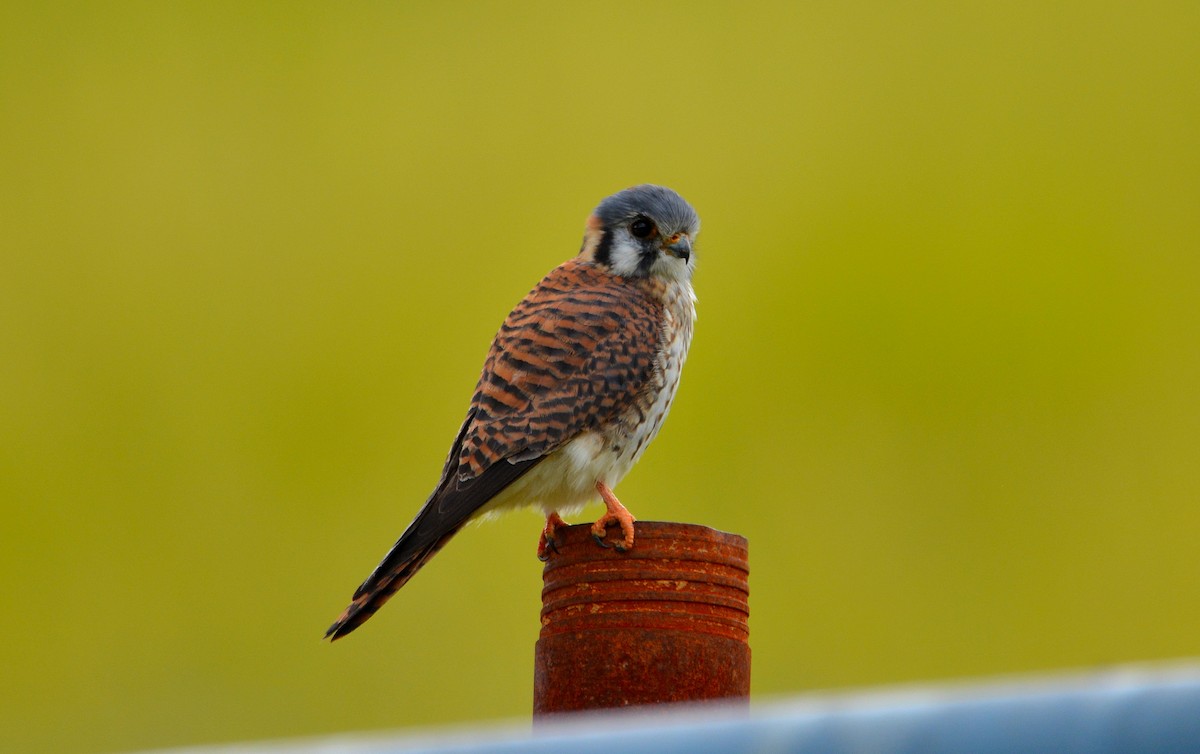 American Kestrel - Carlos Quezada
