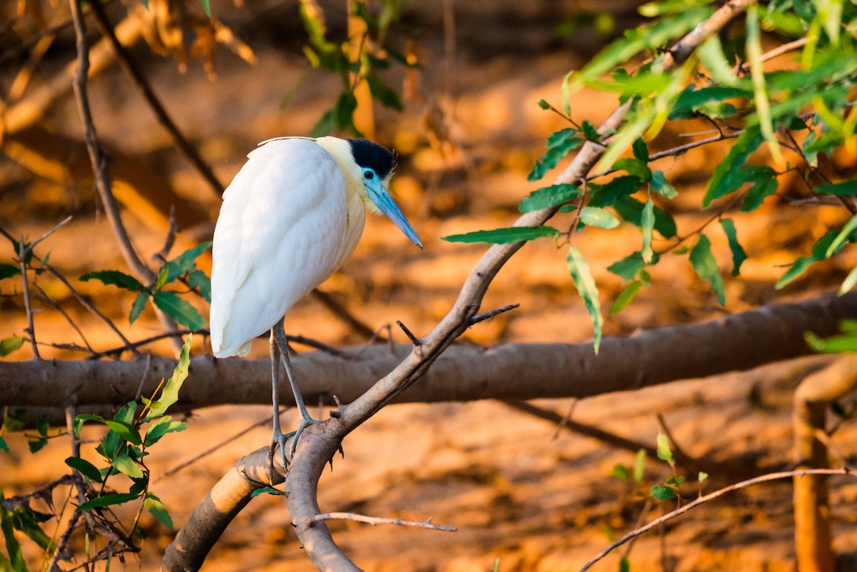 Garza Capirotada - ML124607091