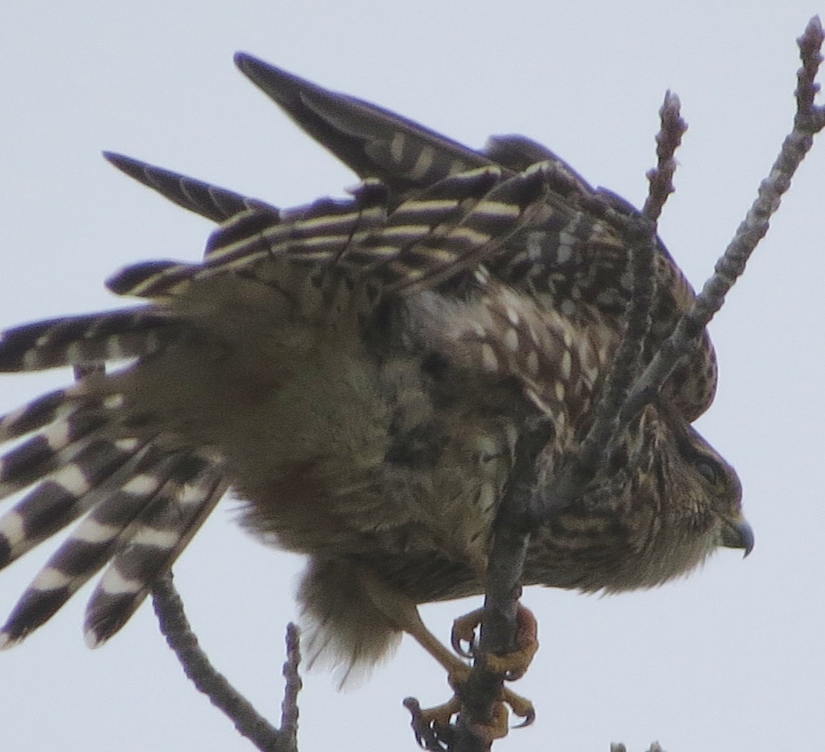 Merlin (columbarius) - ML124608391