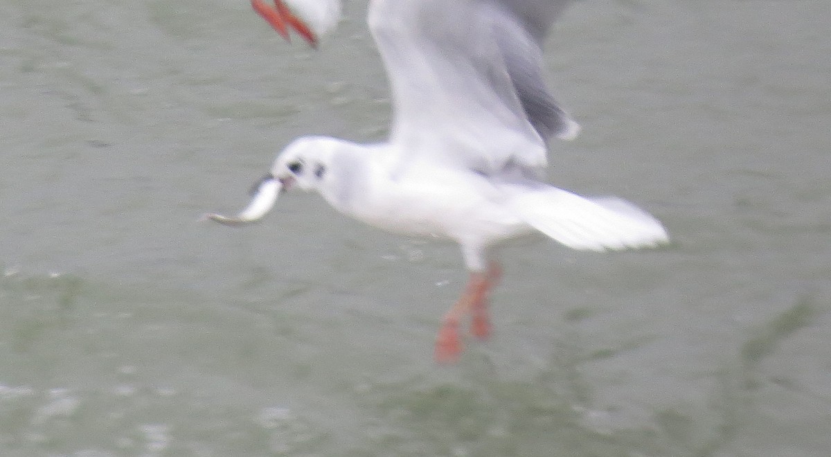 Bonaparte's Gull - ML124608431