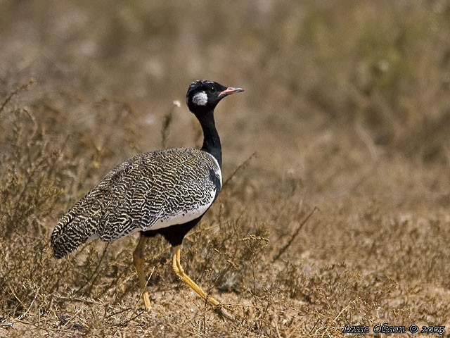 Black Bustard - Lasse Olsson