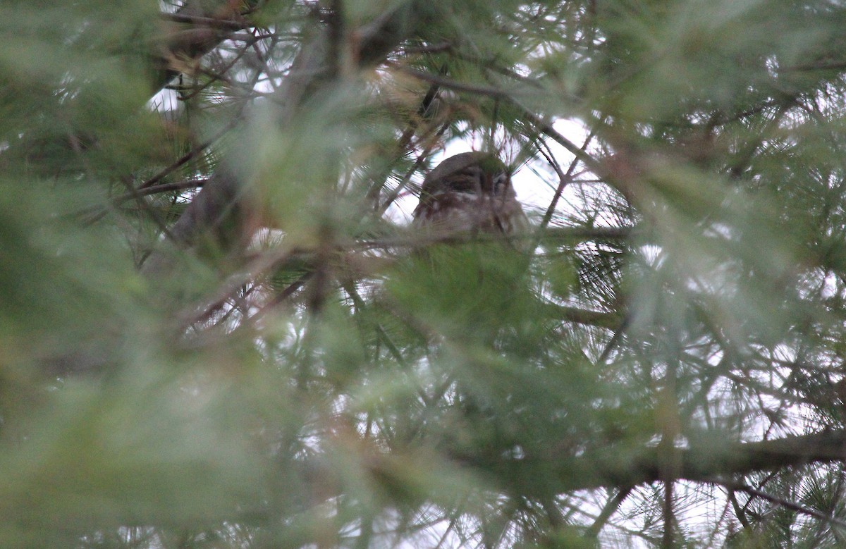 Northern Saw-whet Owl - ML124609501