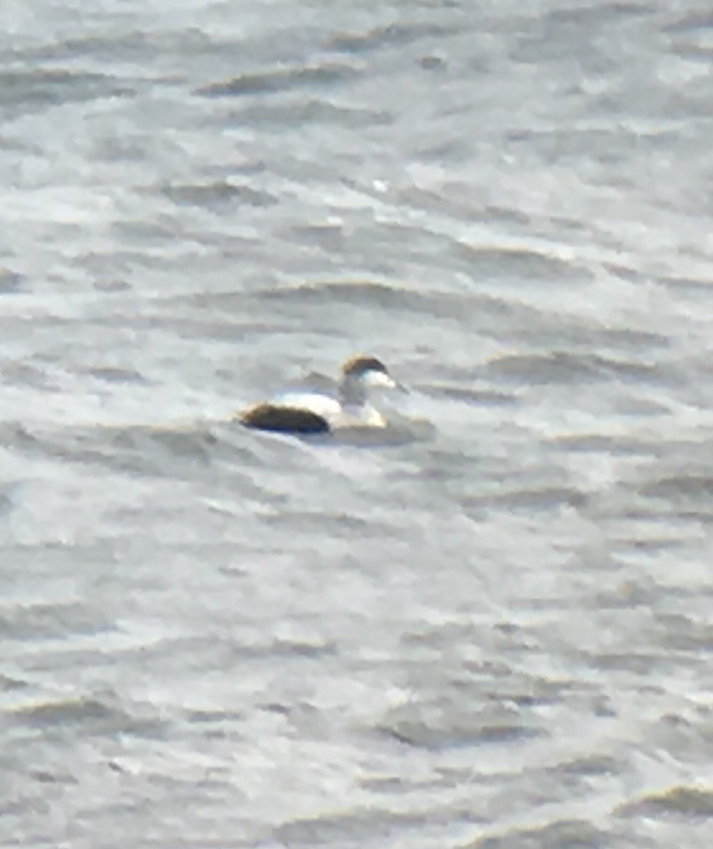 Common Eider - ML124610471