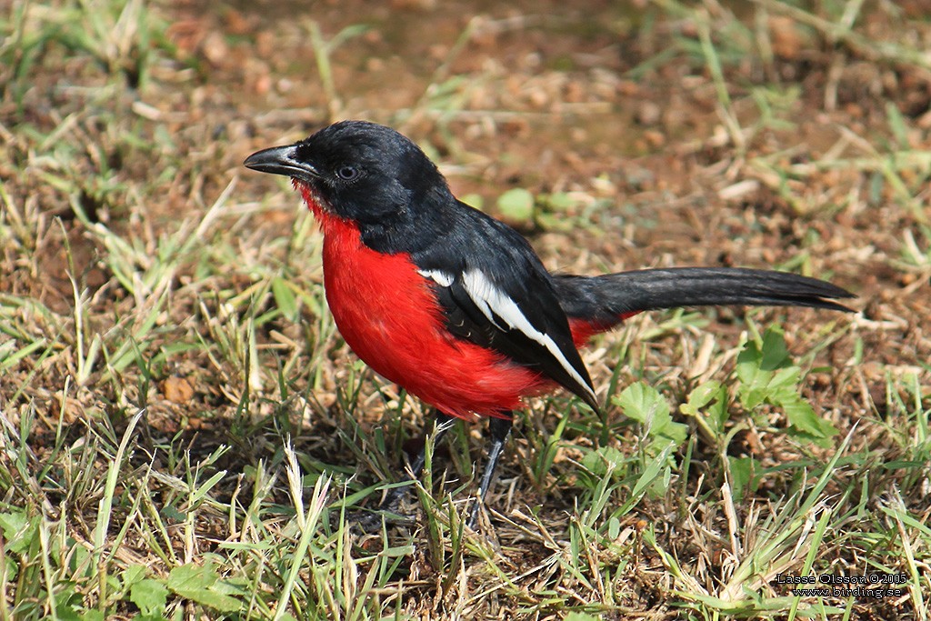 Crimson-breasted Gonolek - ML124611001