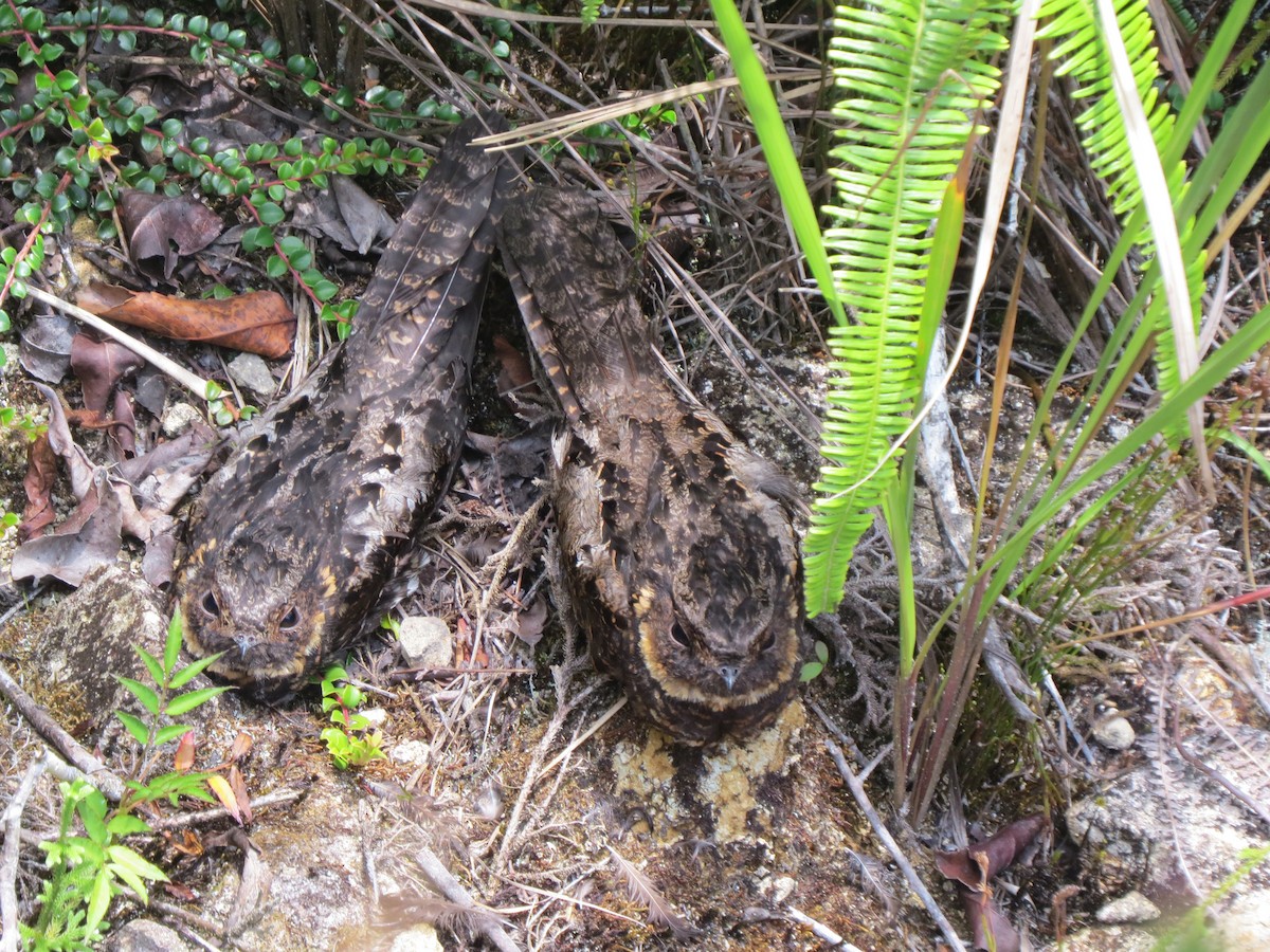 Diabolical Nightjar - Todd Pepper