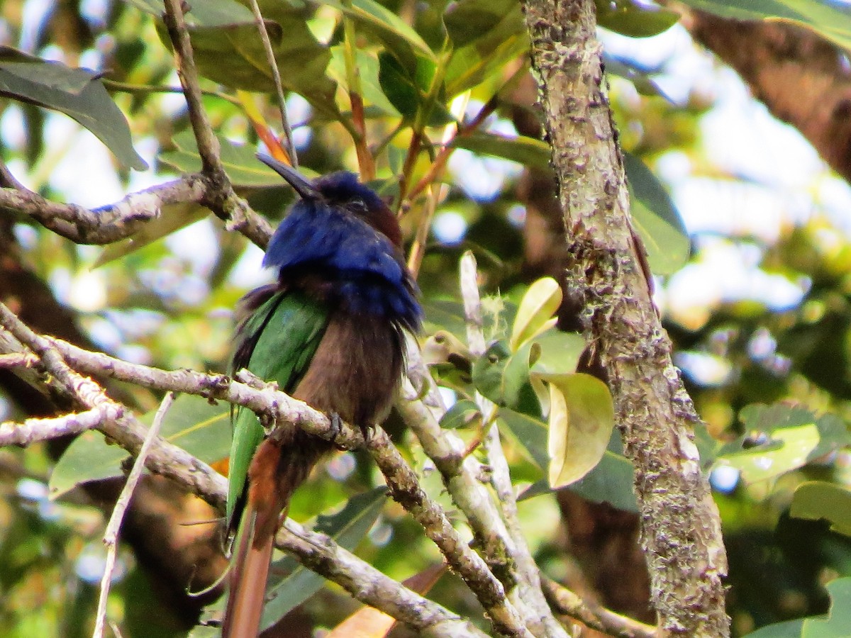 Purple-bearded Bee-eater - ML124611601