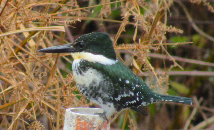 Green Kingfisher - B Northcut