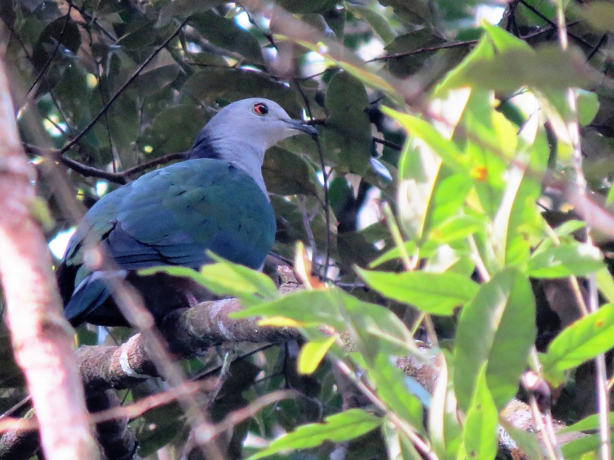 Gray-headed Imperial-Pigeon - ML124613301