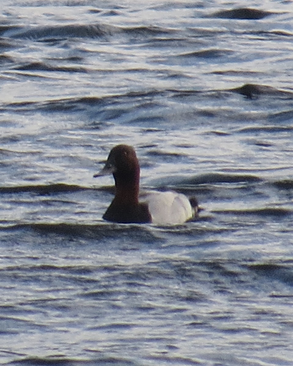 Canvasback - Chris Floyd