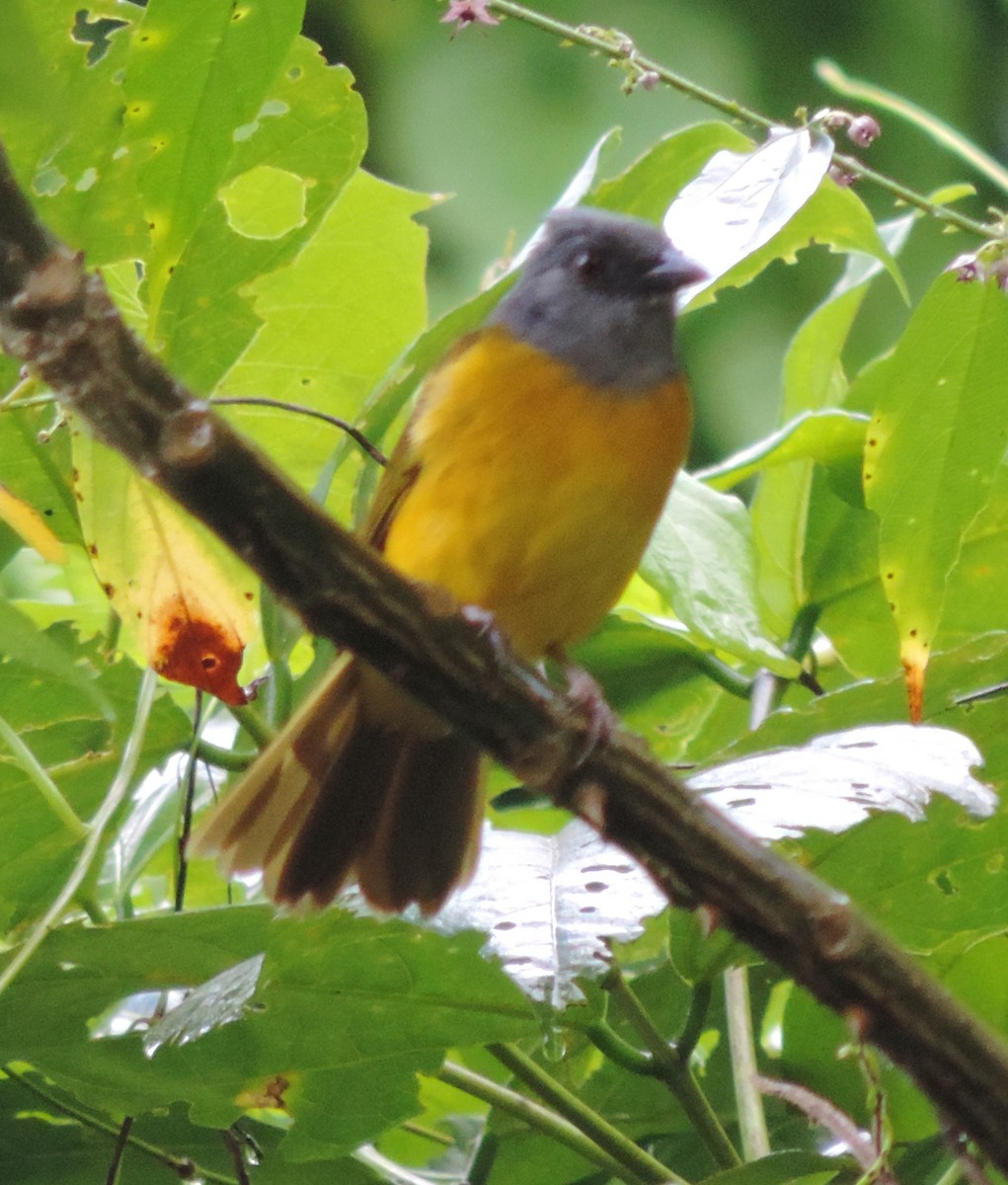 Gray-headed Tanager - ML124614461