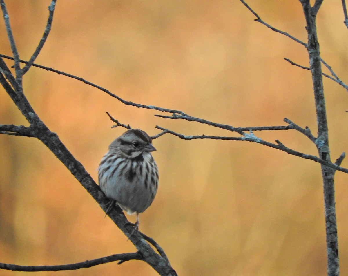 Song Sparrow - ML124616101