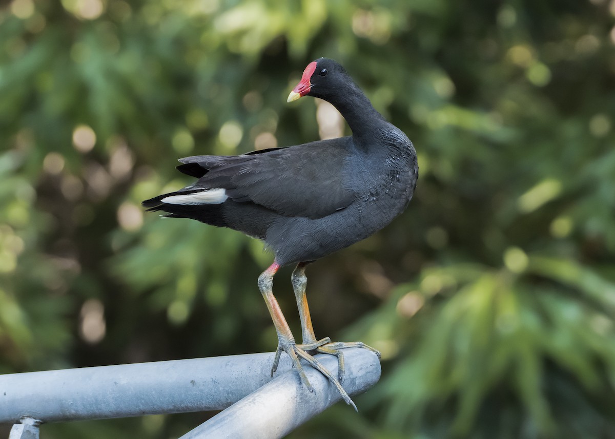 Dusky Moorhen - ML124616731