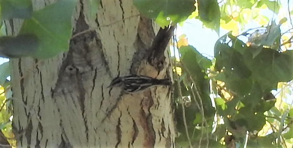 Black-and-white Warbler - ML124616941