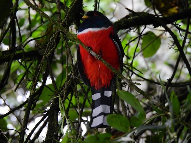 Masked Trogon - ML124616991