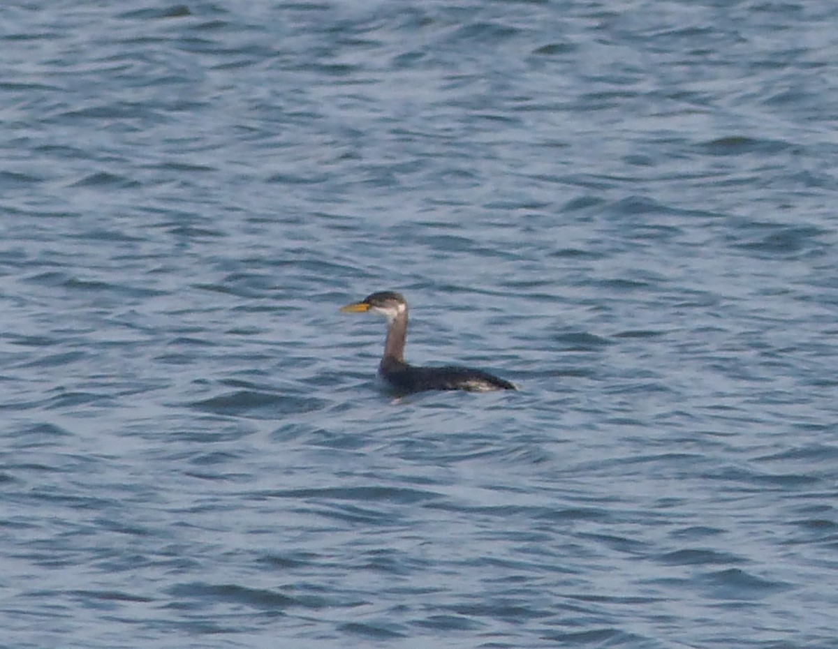 Red-necked Grebe - ML124618001