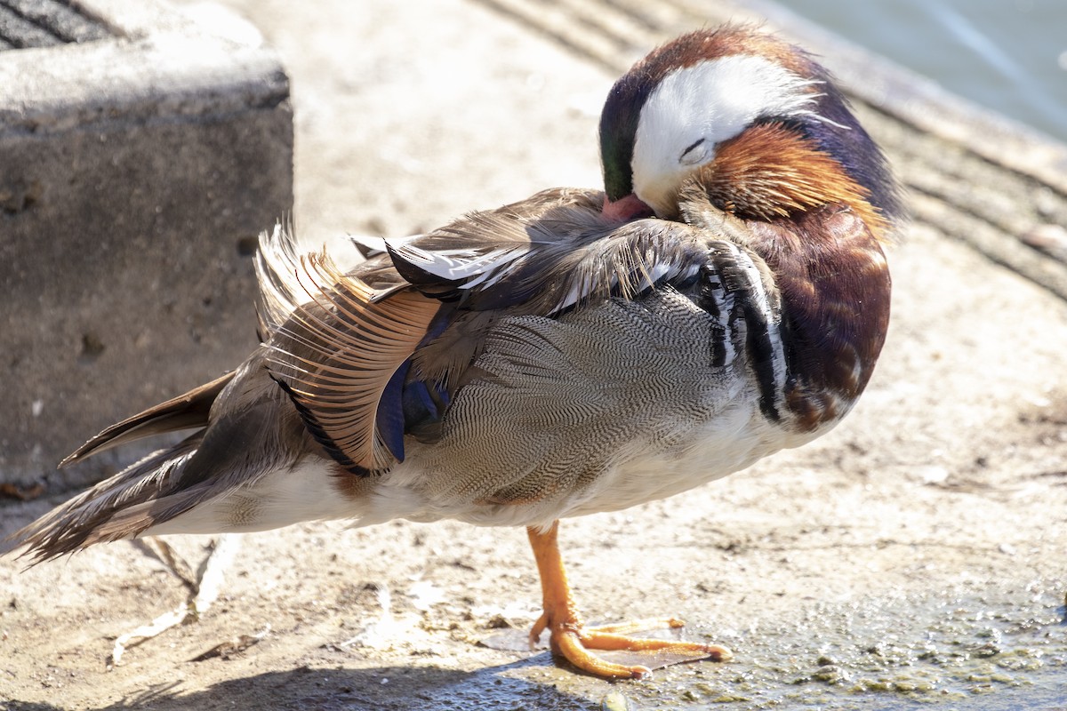 Mandarin Duck - ML124618531