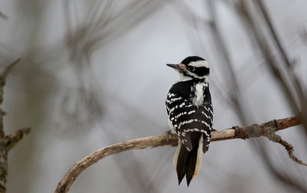Hairy Woodpecker (Eastern) - ML124620041
