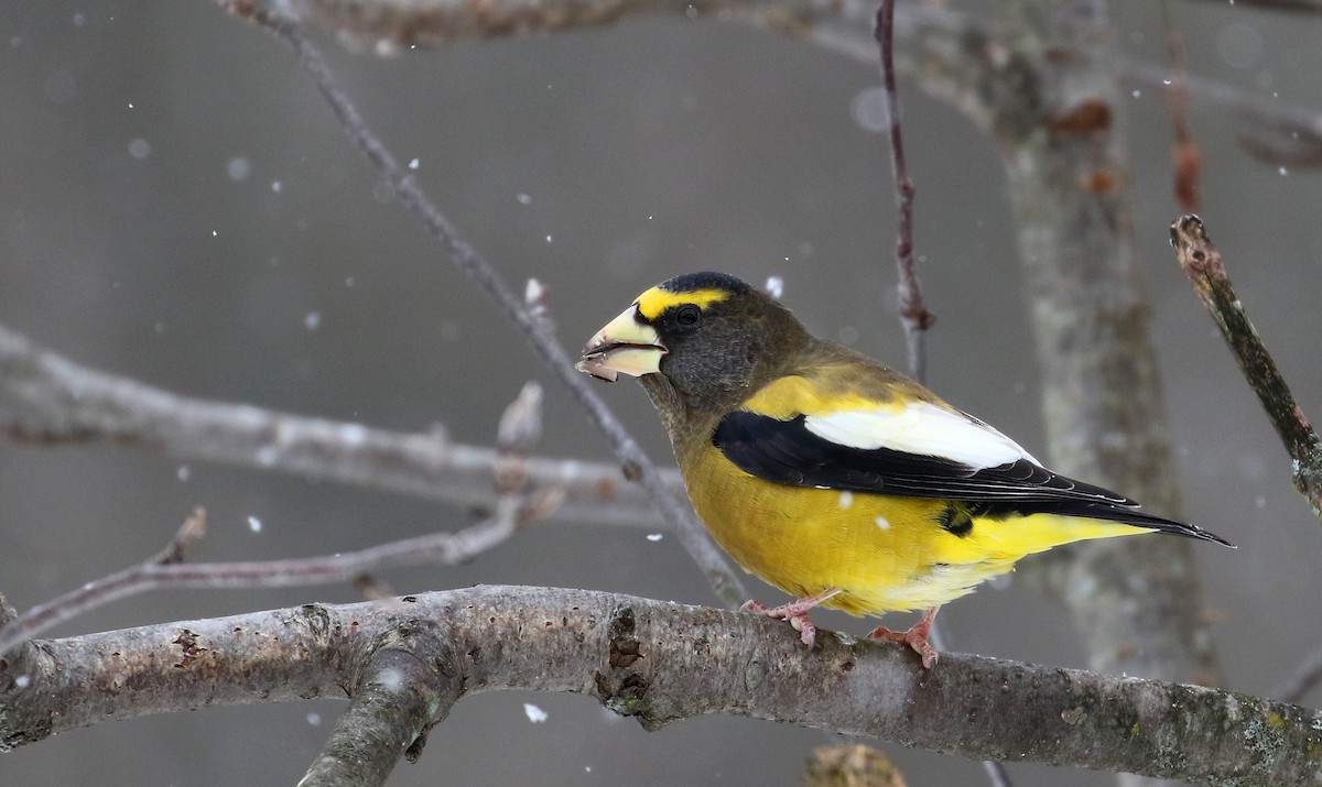 Evening Grosbeak (Eastern or type 3) - Jay McGowan