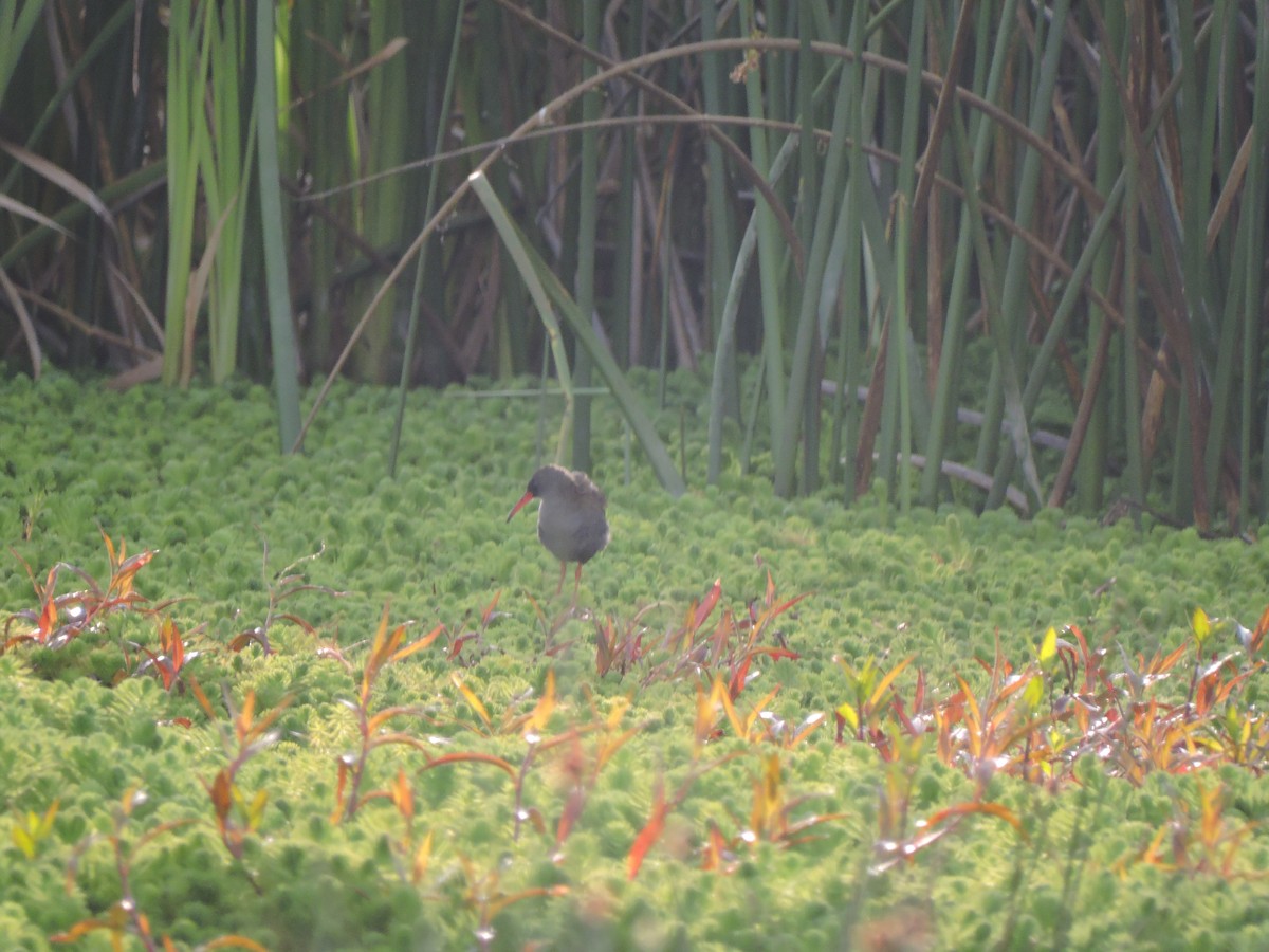 Bogota Rail - Edwin Munera