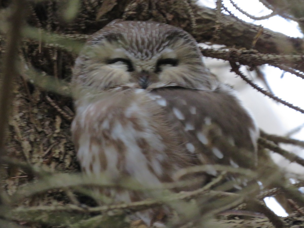 Northern Saw-whet Owl - Cole DiFabio